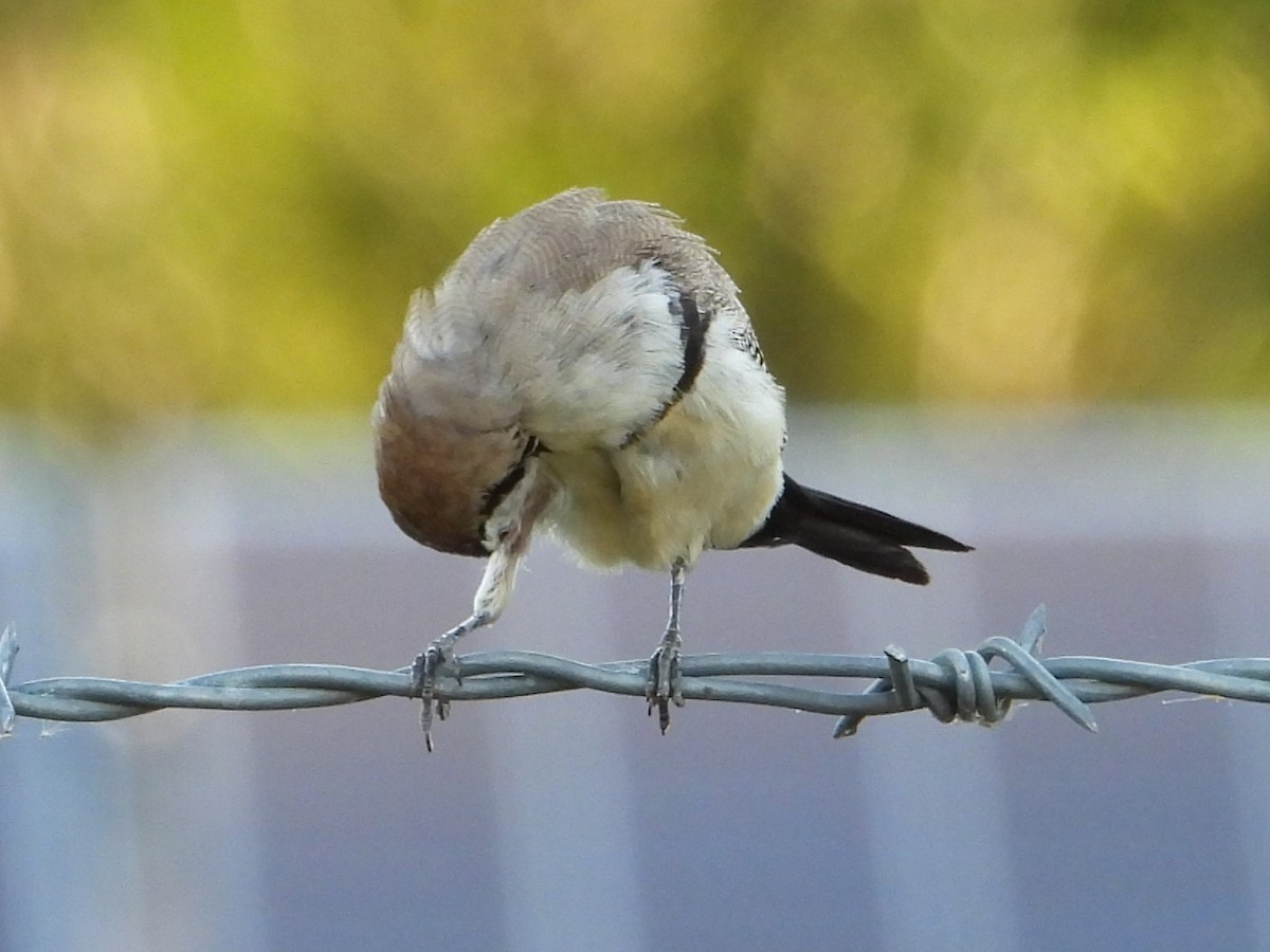 Double-barred Finch - ML627985918