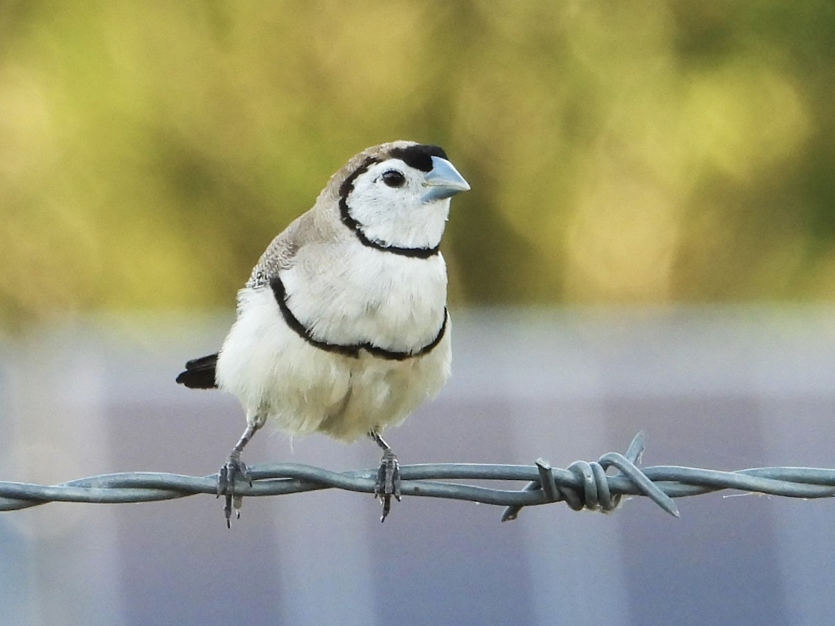 Double-barred Finch - ML627985919