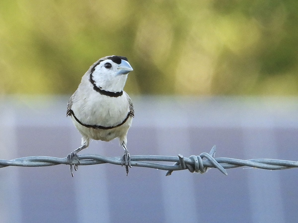 Double-barred Finch - ML627985920