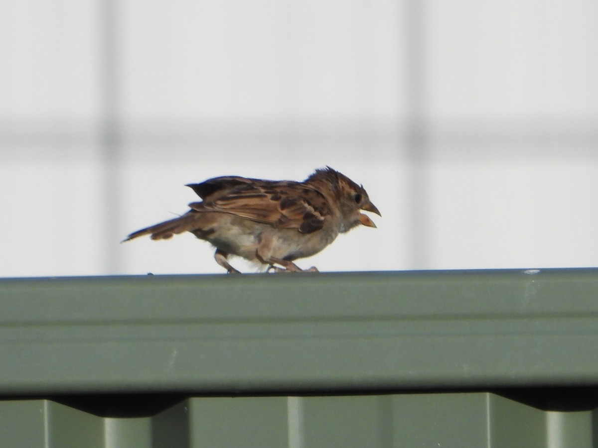 House Sparrow - ML627985929