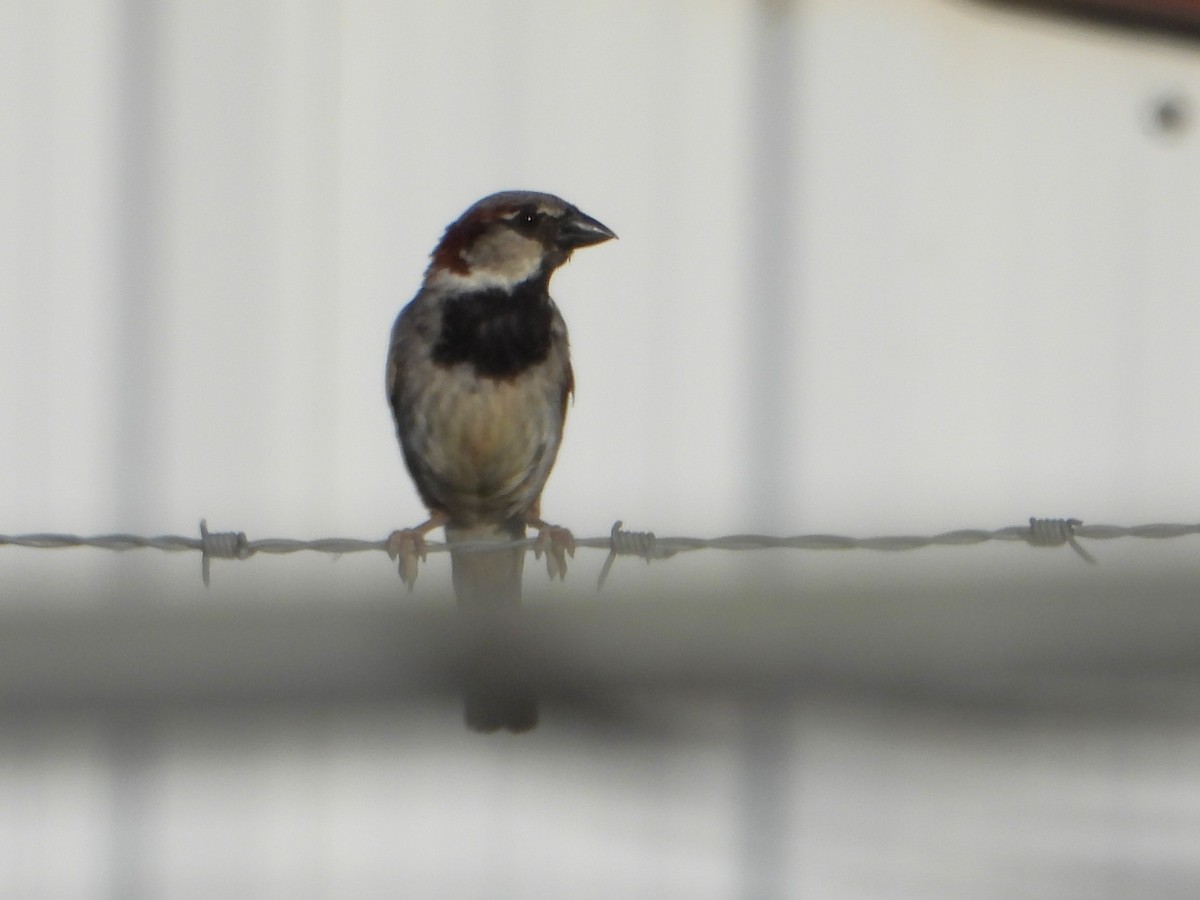 House Sparrow - ML627985930