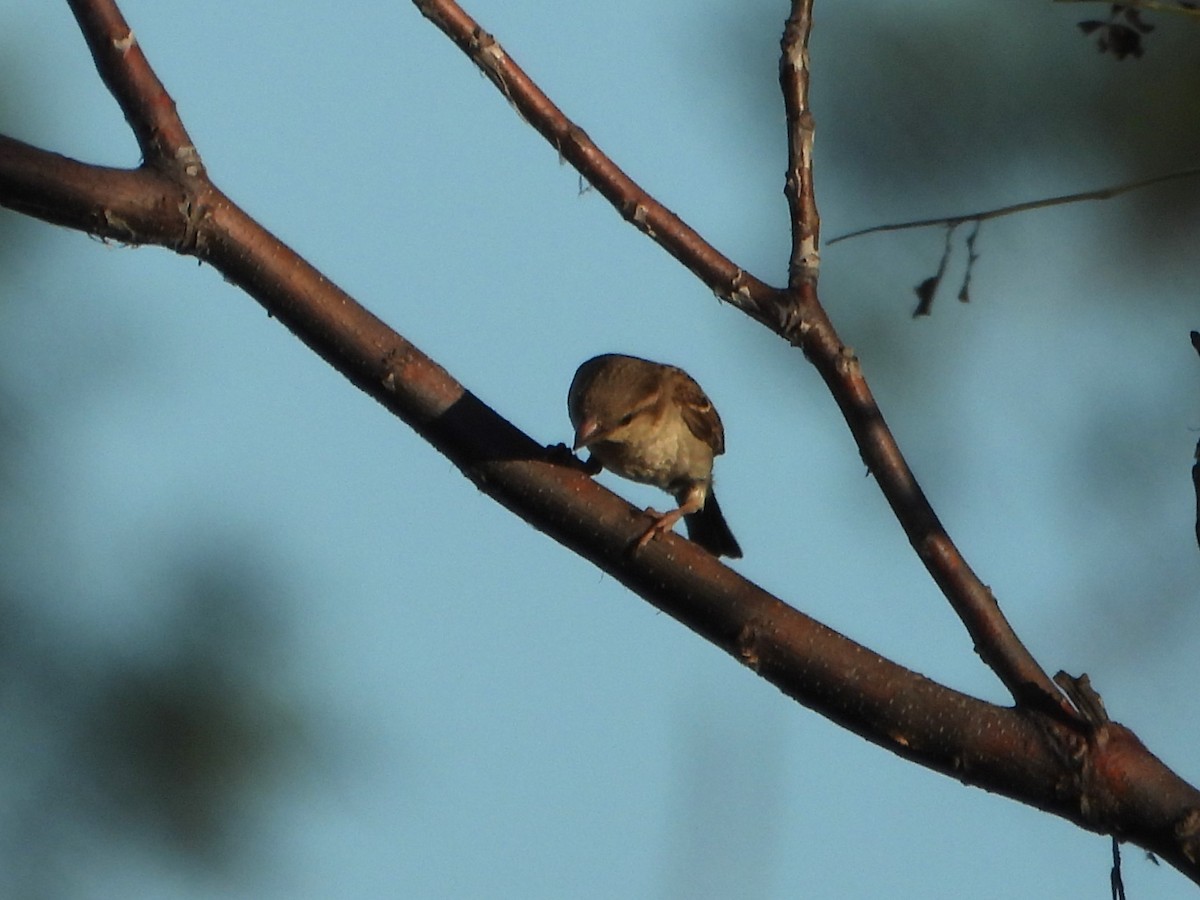 House Sparrow - ML627985931