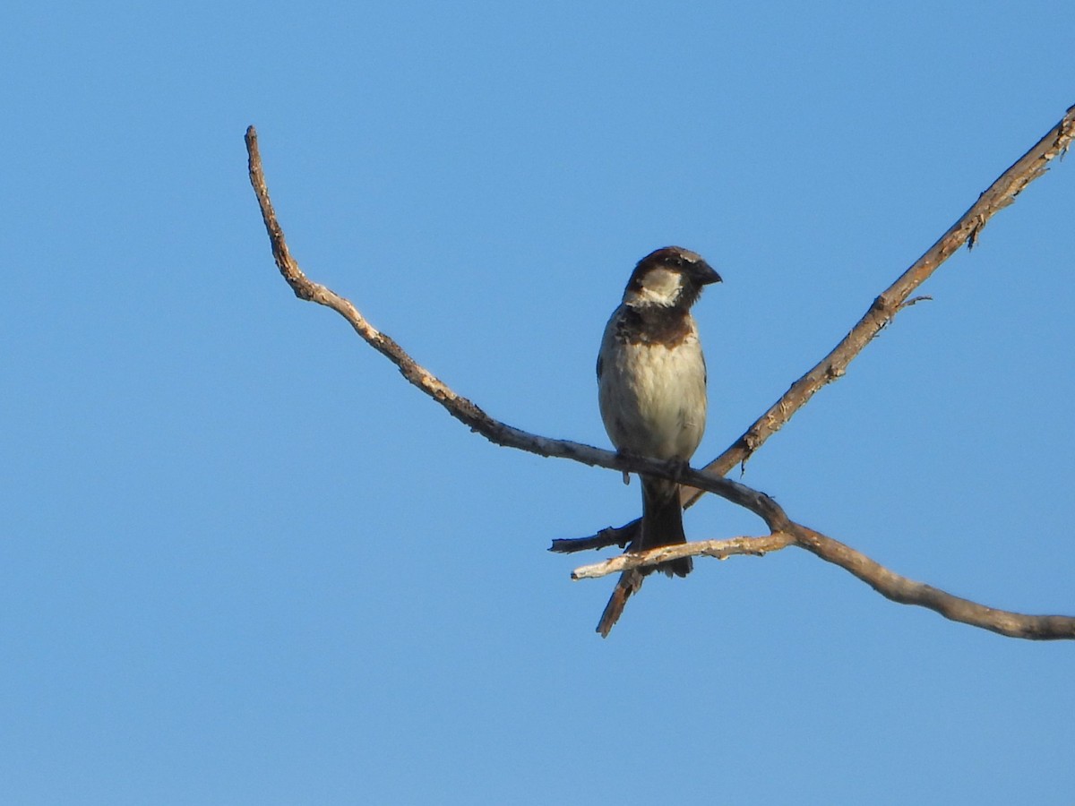House Sparrow - ML627985932