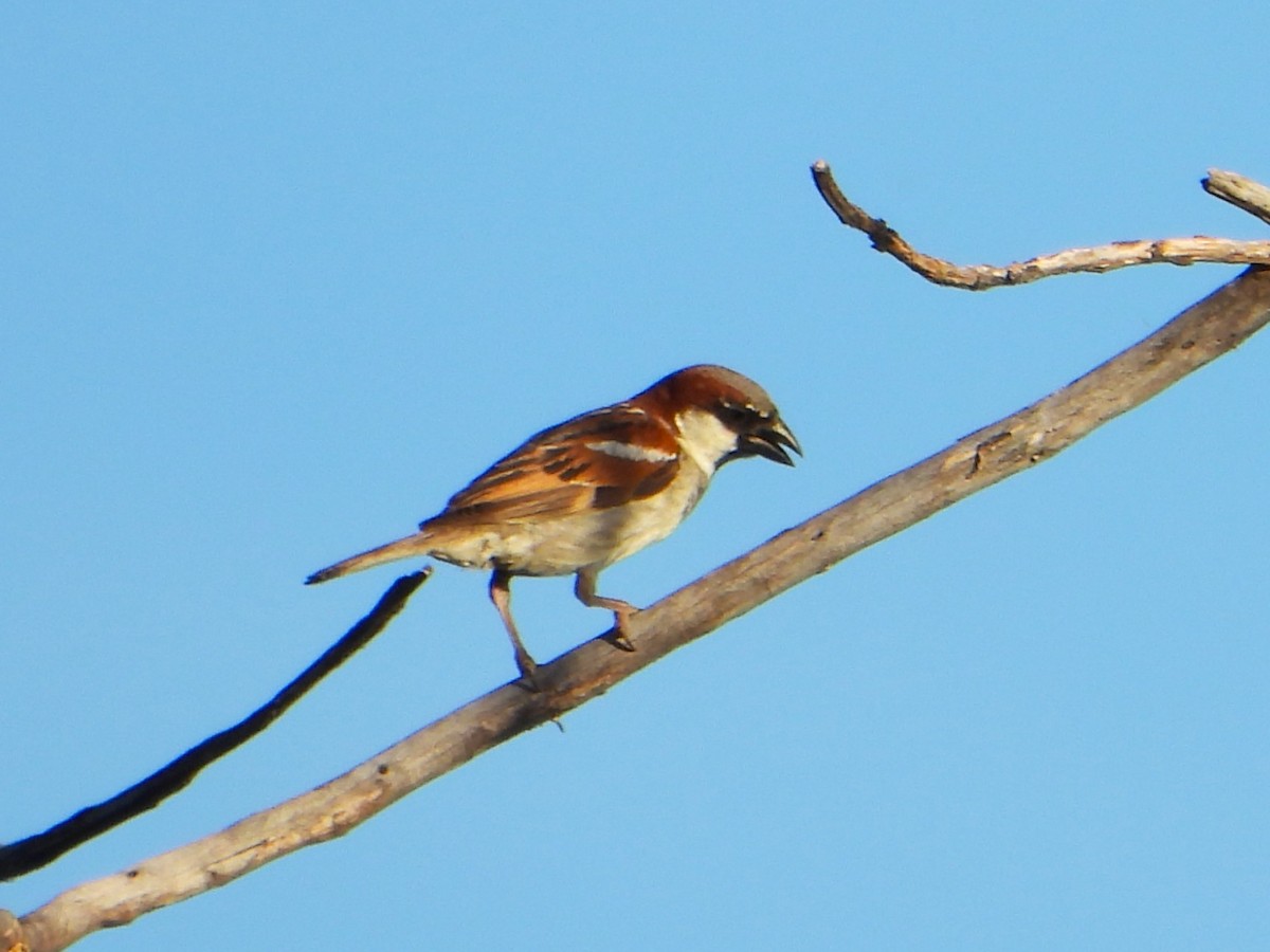 House Sparrow - ML627985933