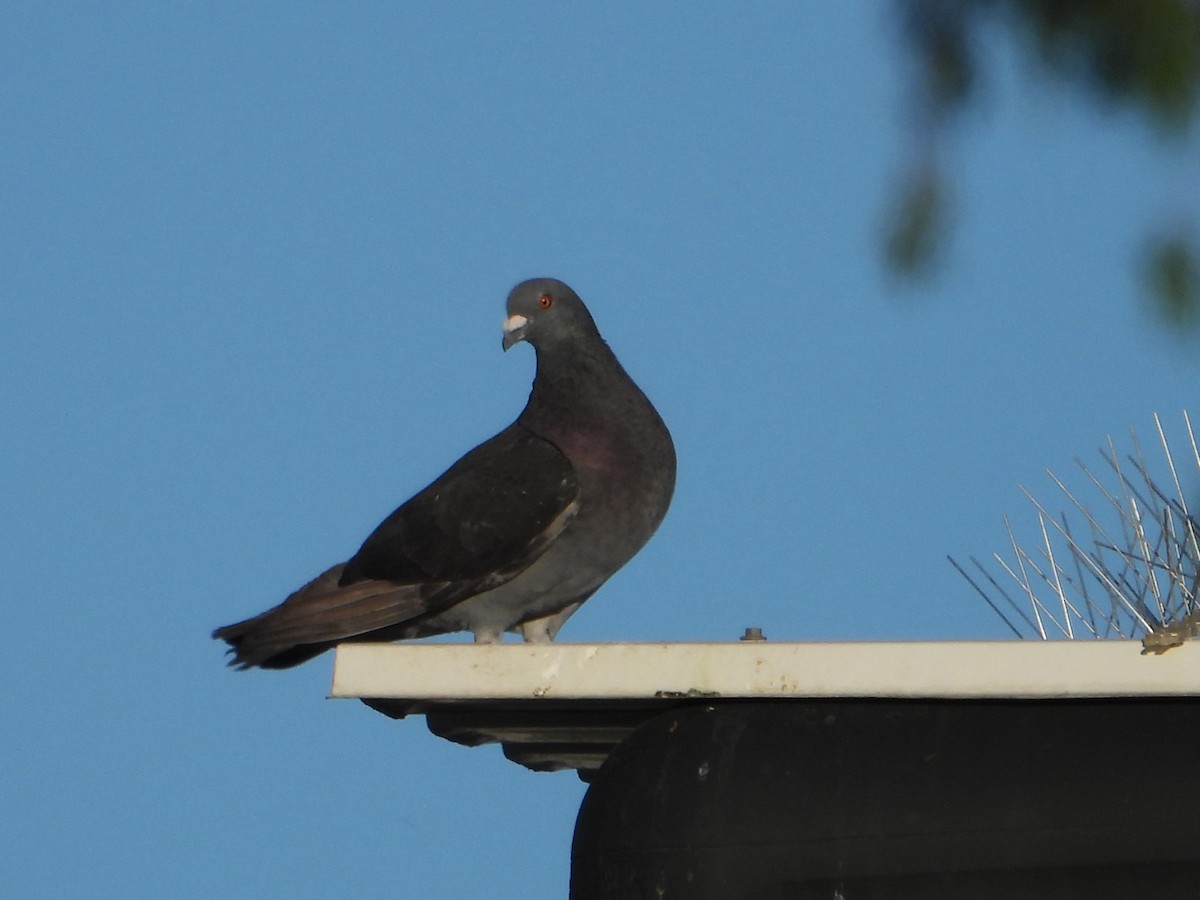 Rock Pigeon (Feral Pigeon) - ML627985947