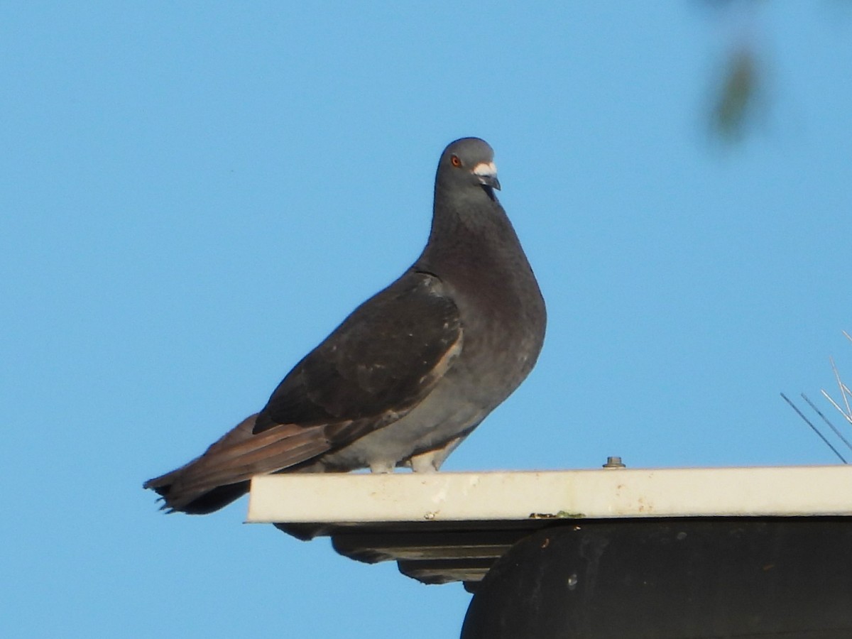 Rock Pigeon (Feral Pigeon) - ML627985948