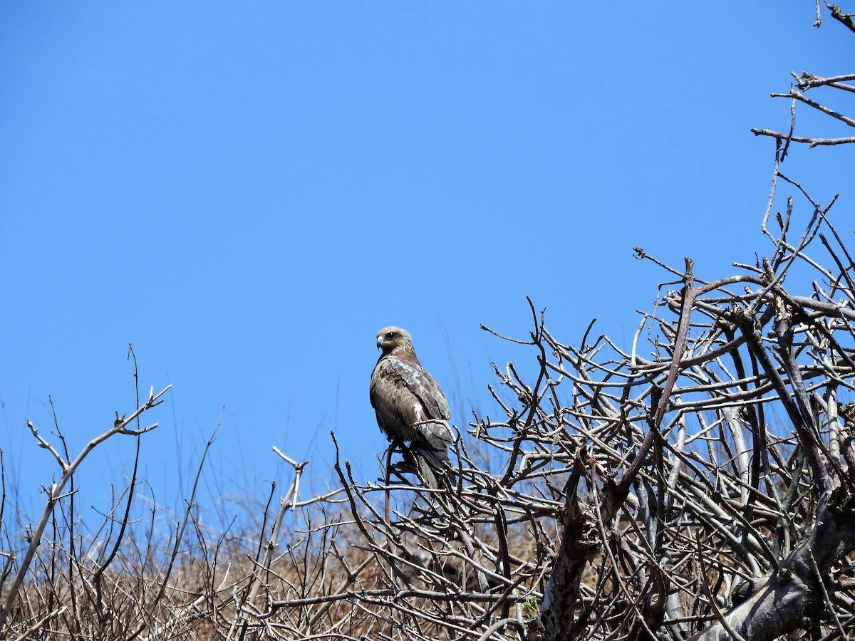 Black Kite - ML627986173