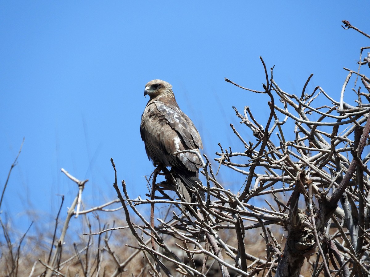 Black Kite - ML627986174