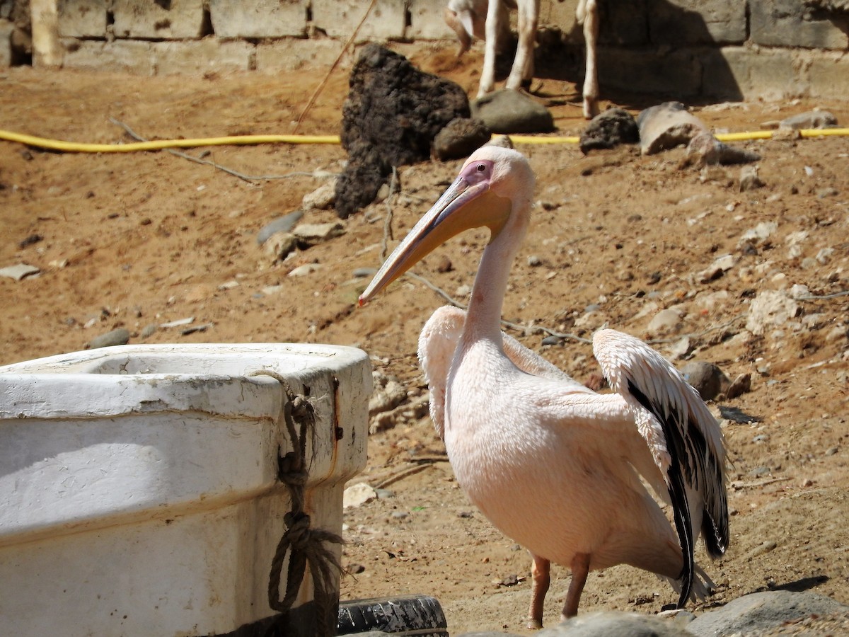 Great White Pelican - ML627986190