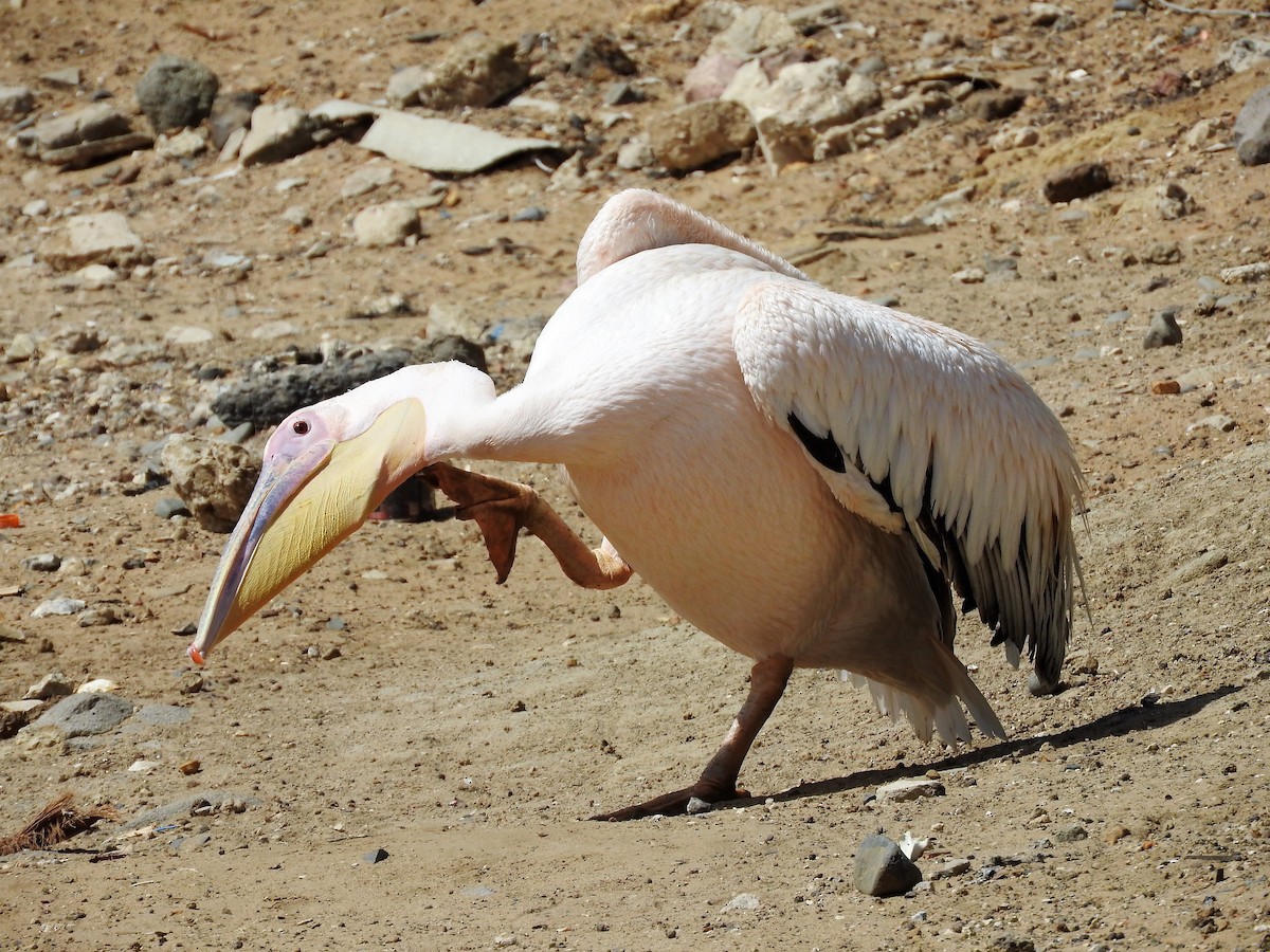 Great White Pelican - ML627986191