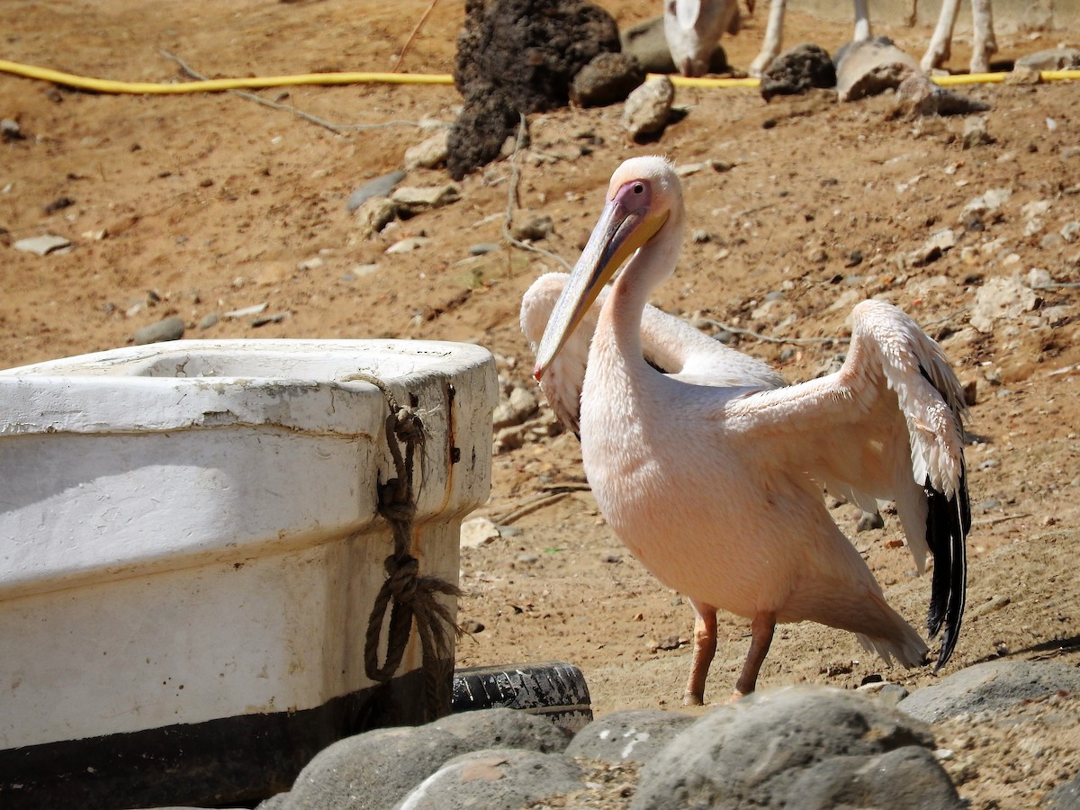 Great White Pelican - ML627986193