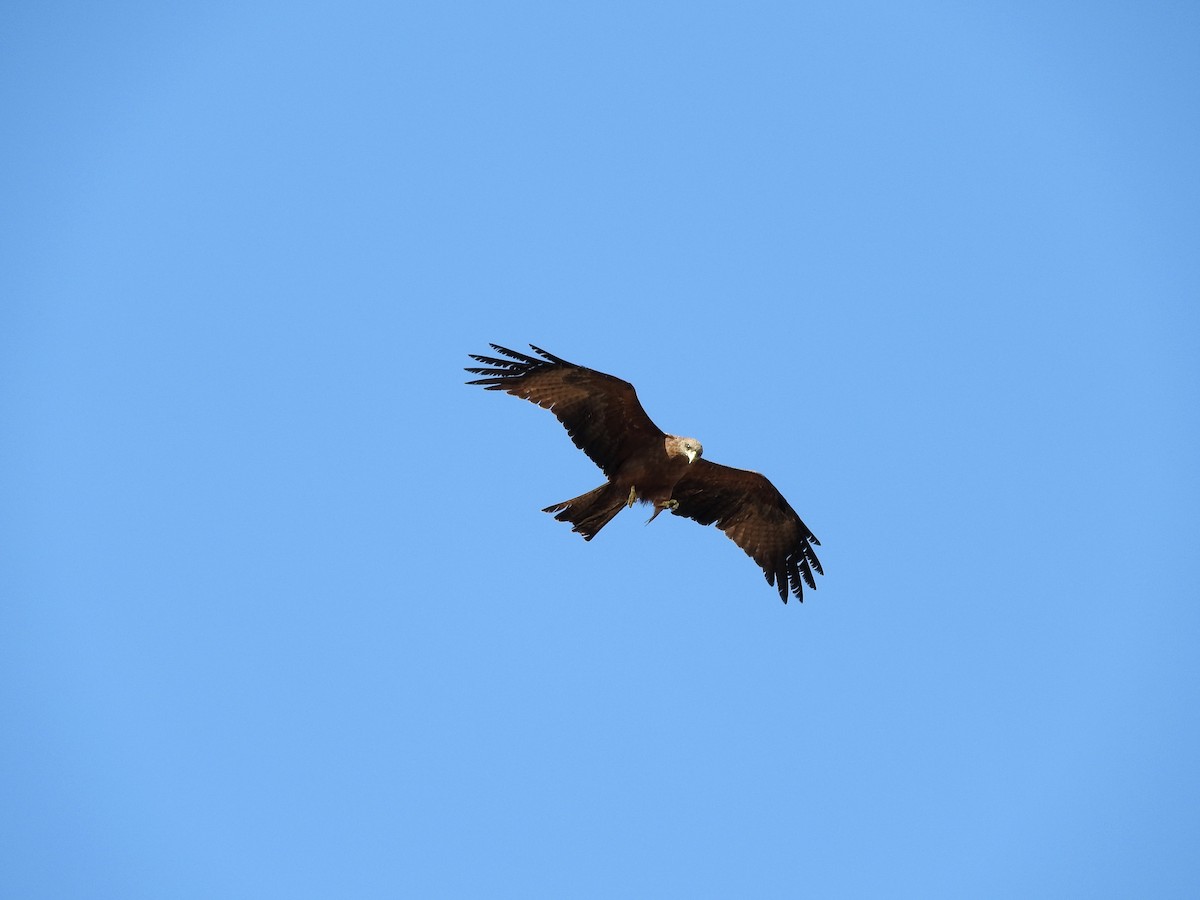 Black Kite - ML627986197