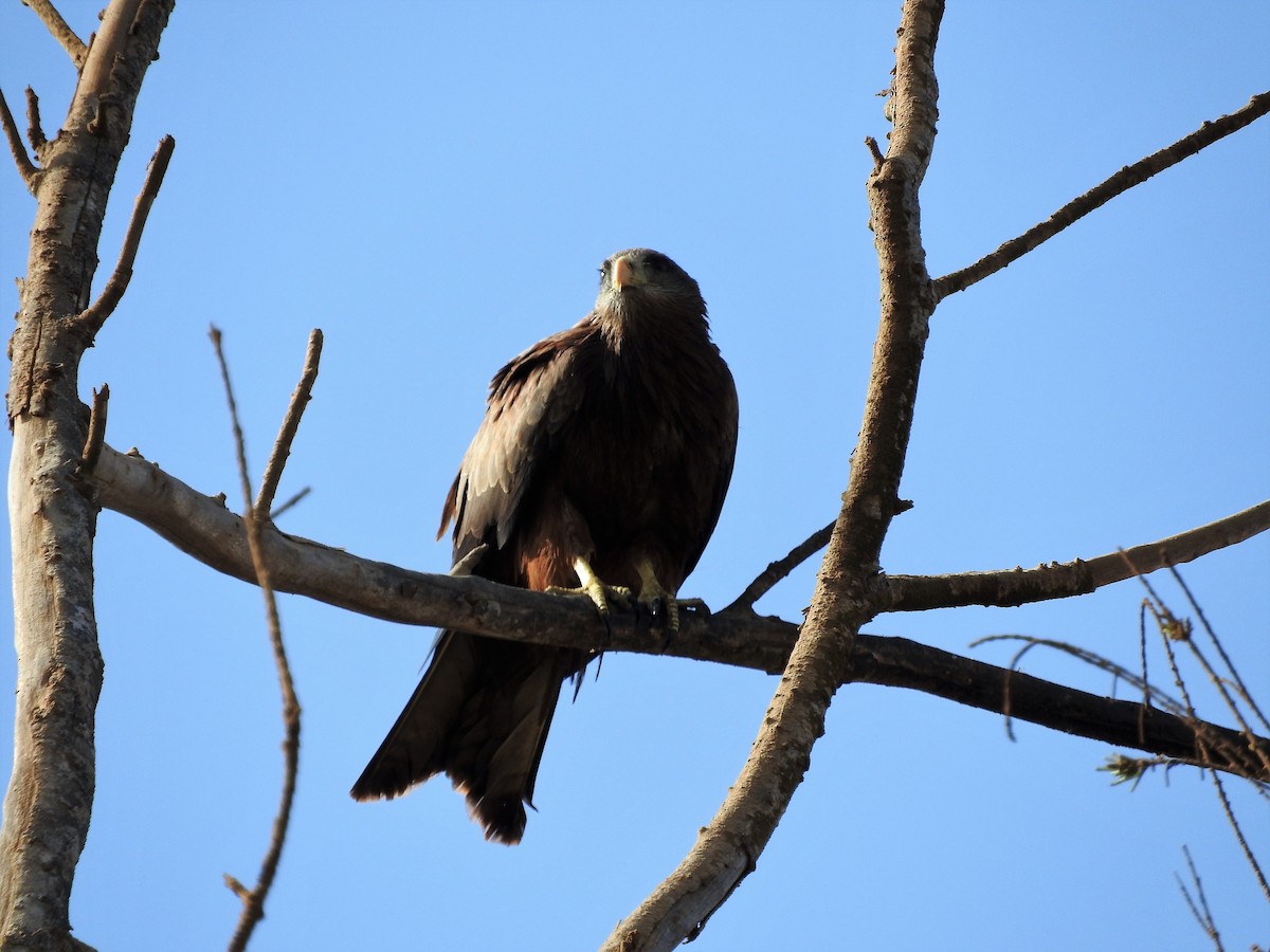 Black Kite - ML627986198