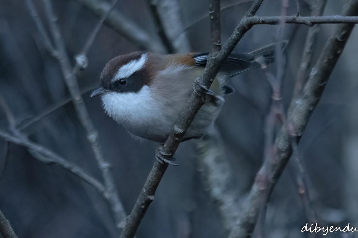 White-browed Fulvetta (White-throated) - ML627986215