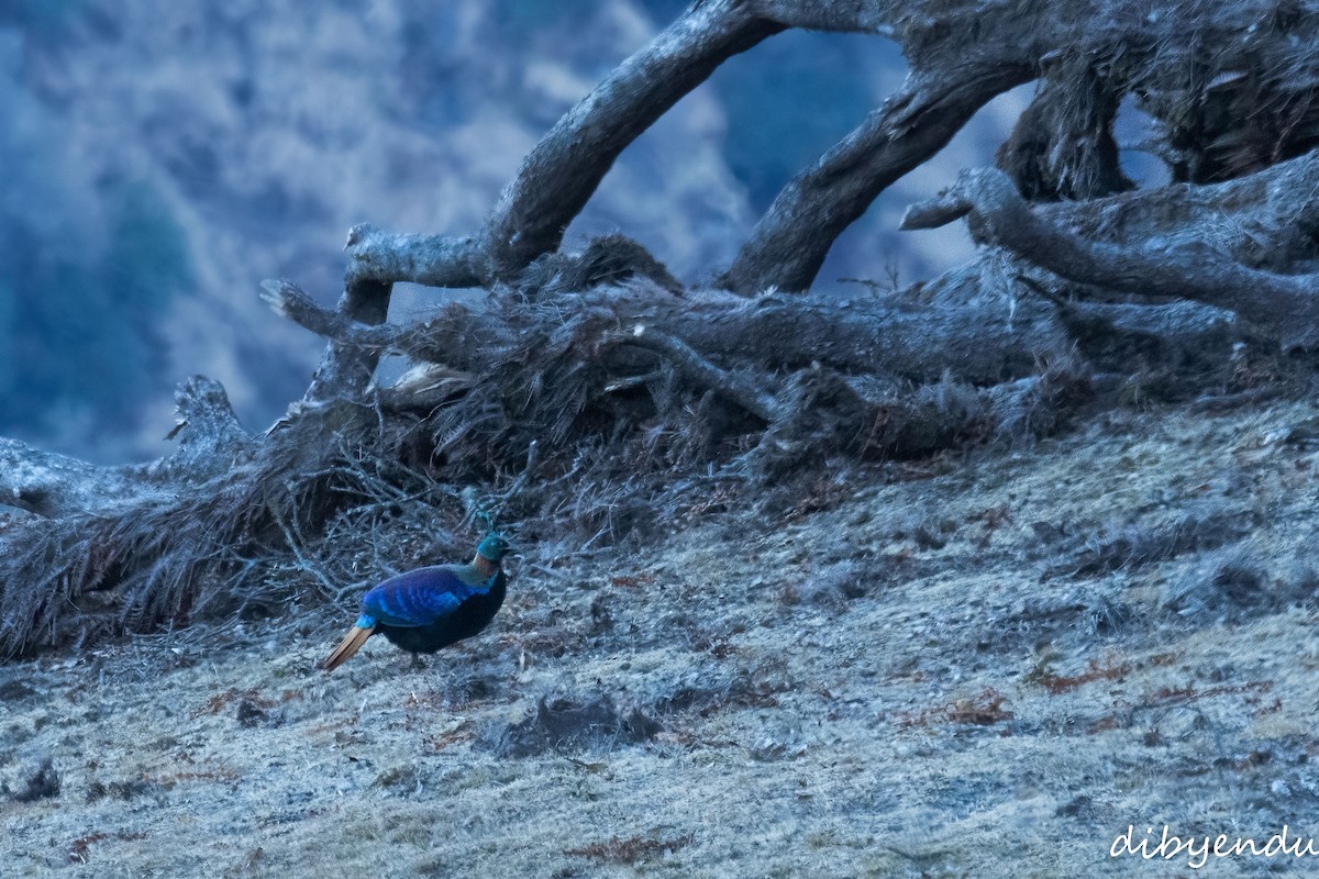 Himalayan Monal - ML627986243