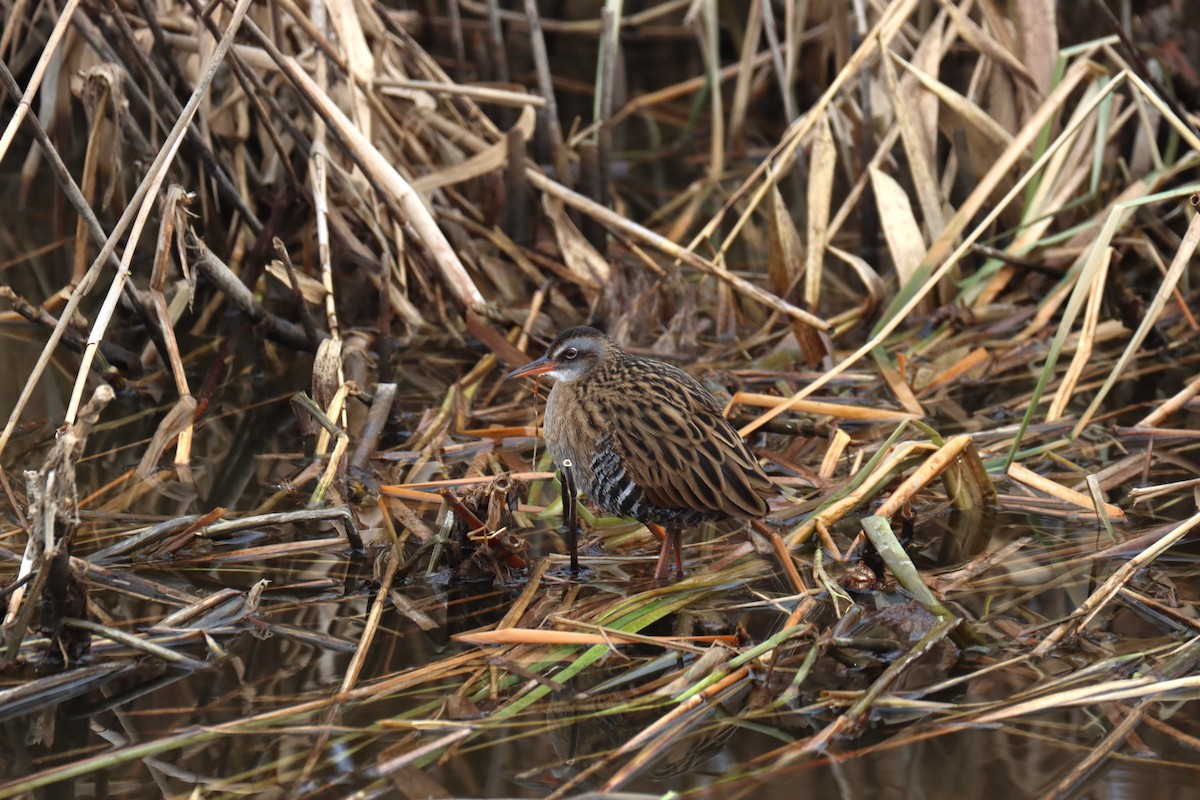 Brown-cheeked Rail - ML627986257