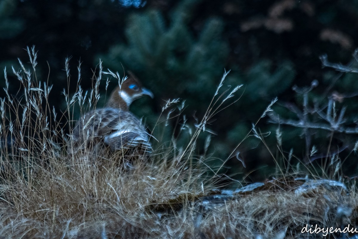 Himalayan Monal - ML627986264