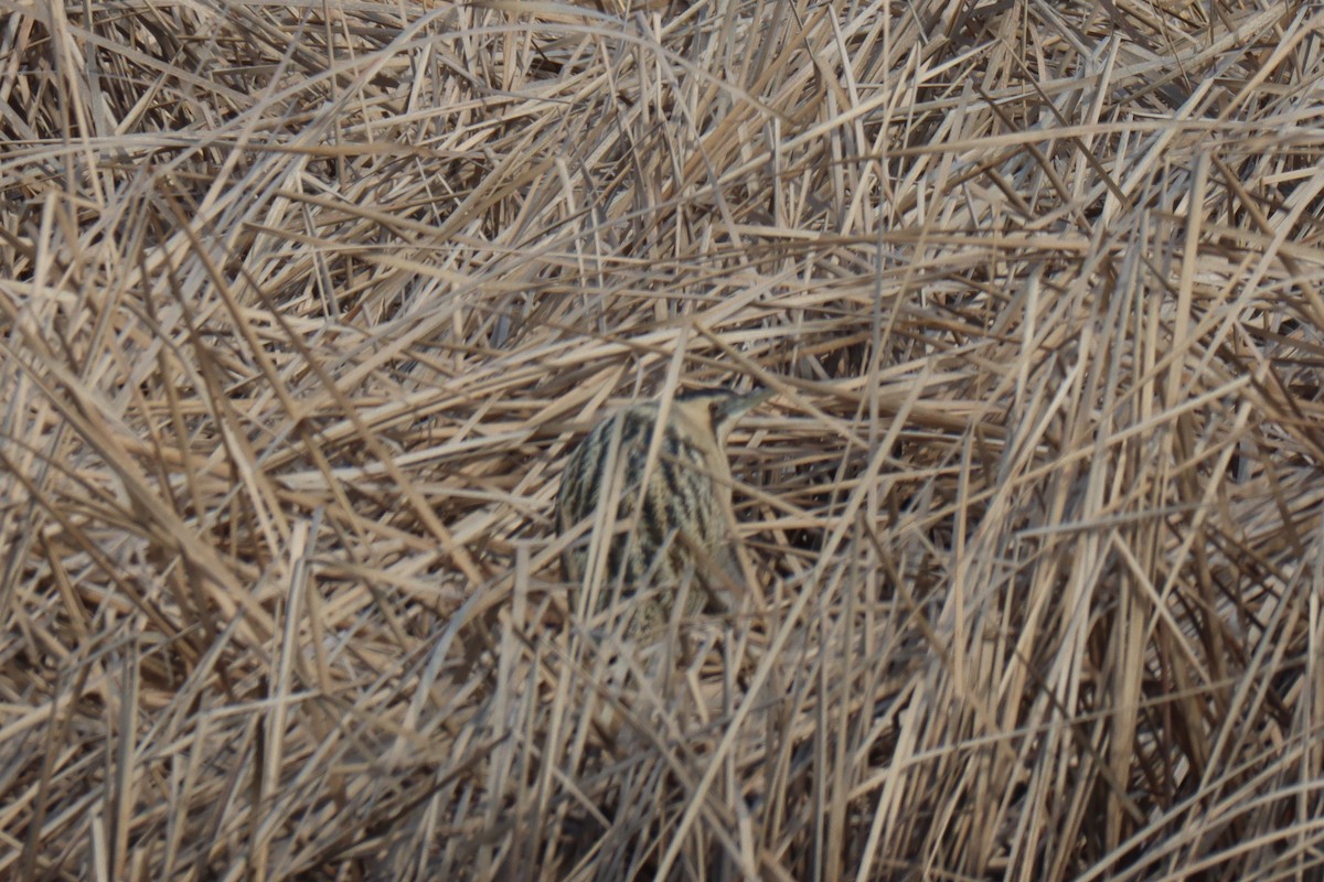 Eurasian Bittern - ML627986271