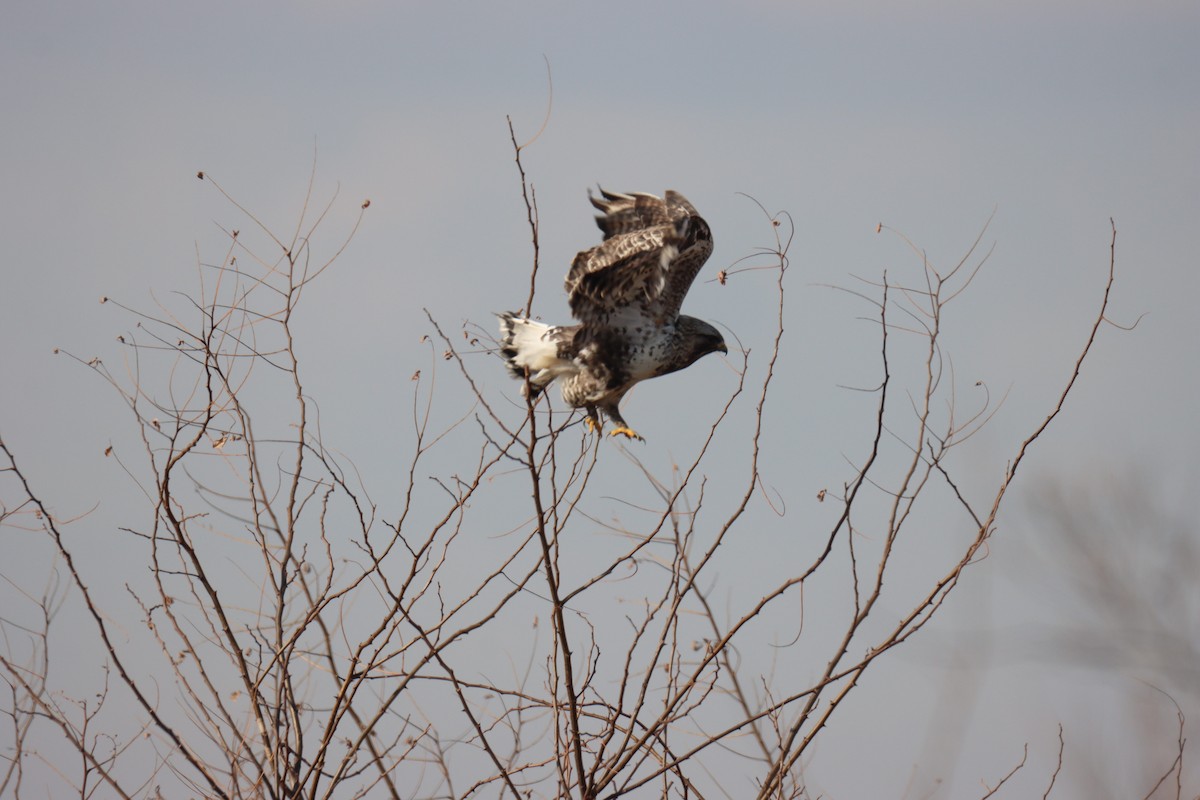 Rough-legged Hawk - ML627986276