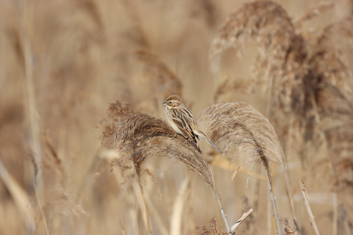 Pallas's Bunting - ML627986278