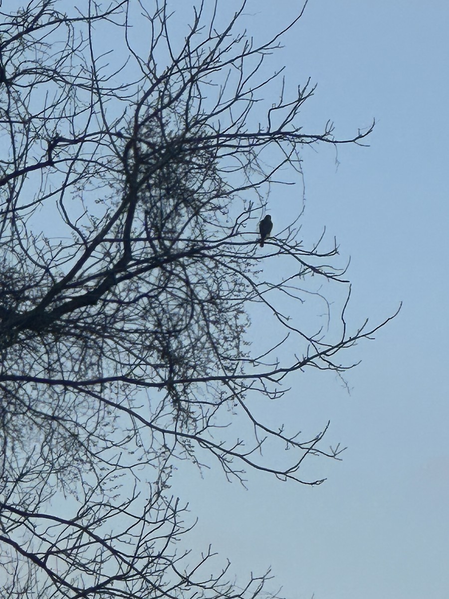 Cooper's Hawk - ML627986440