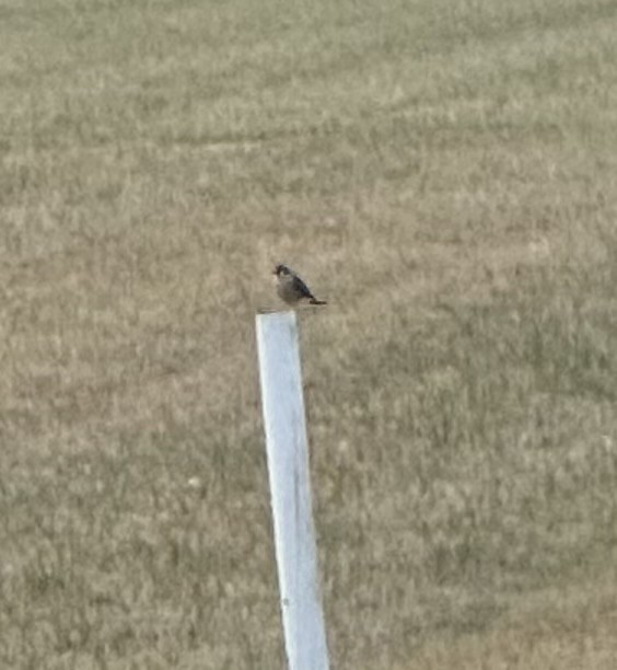 American Kestrel - ML627986443