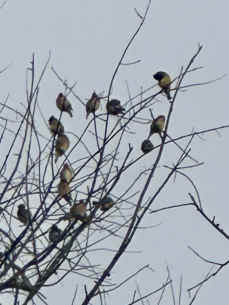 Cedar Waxwing - ML627986445
