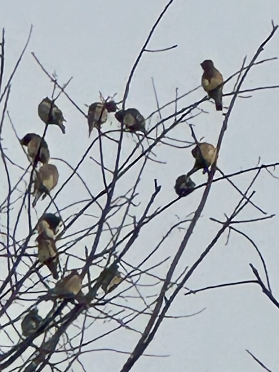 Cedar Waxwing - ML627986446