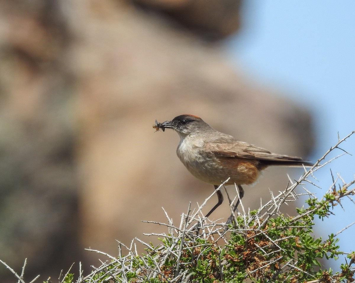 Cinnamon-bellied Ground-Tyrant - ML627986477