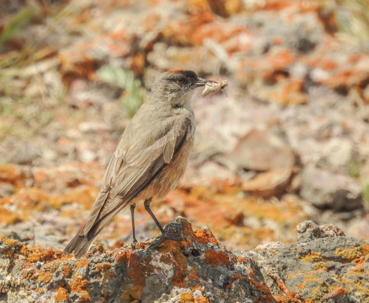 Cinnamon-bellied Ground-Tyrant - ML627986478
