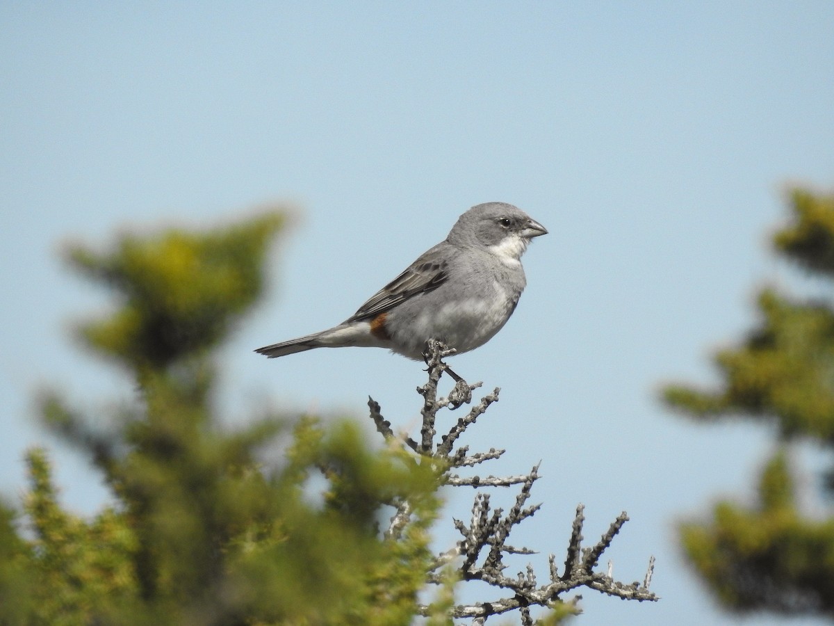 Diuca Finch - ML627986522