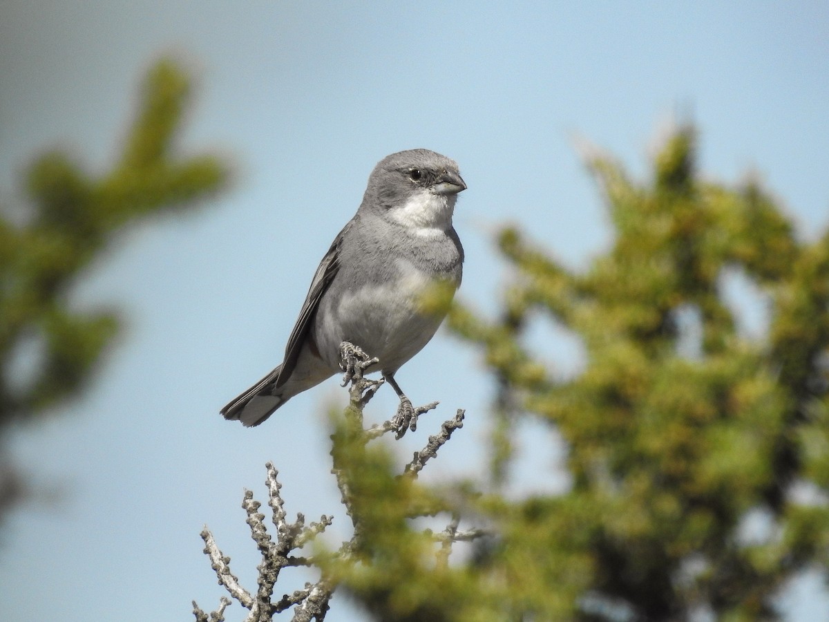 Diuca Finch - ML627986524