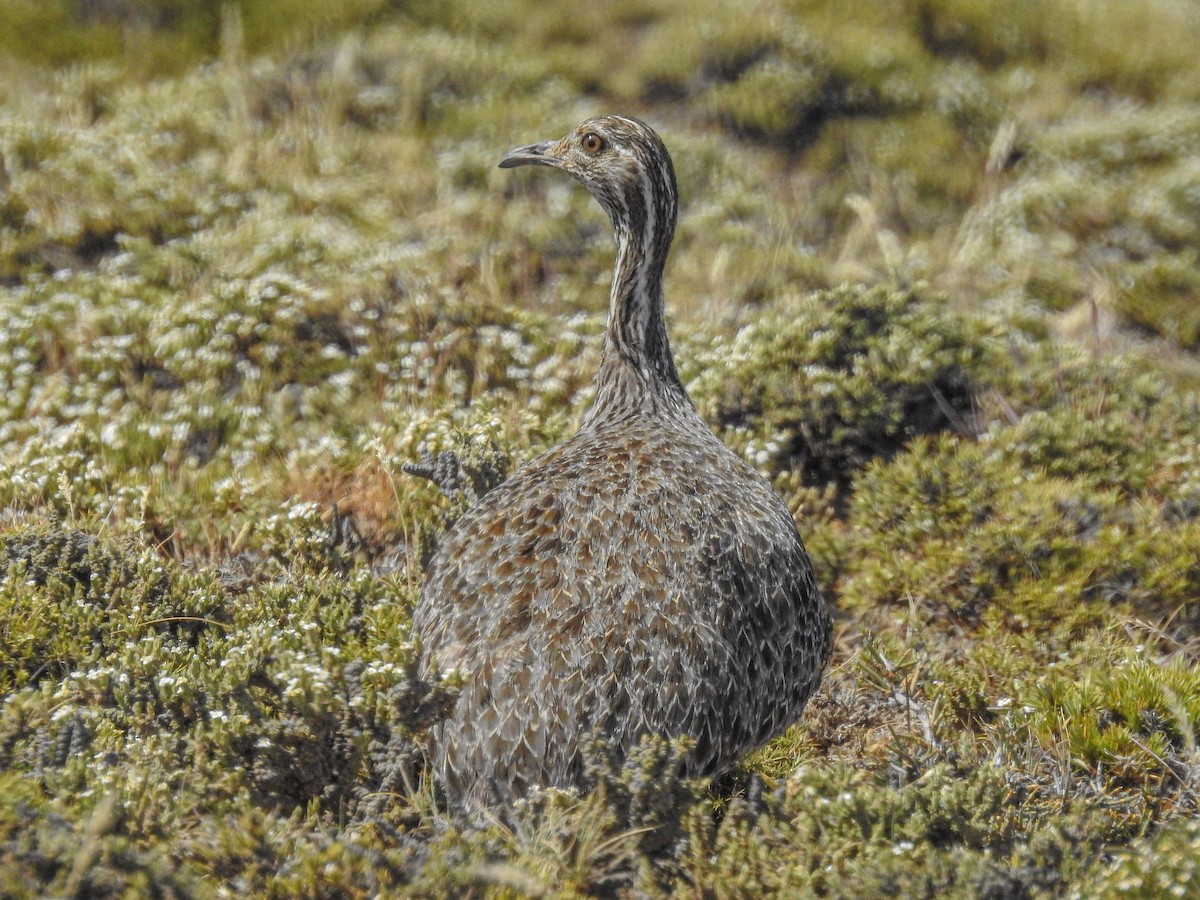 Patagonian Tinamou - ML627986547