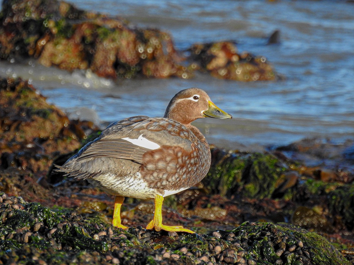 Flying Steamer-Duck - ML627986565