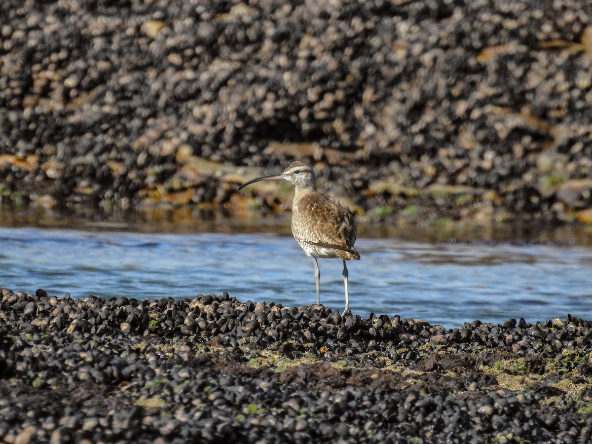 美洲中杓鷸 - ML627986584