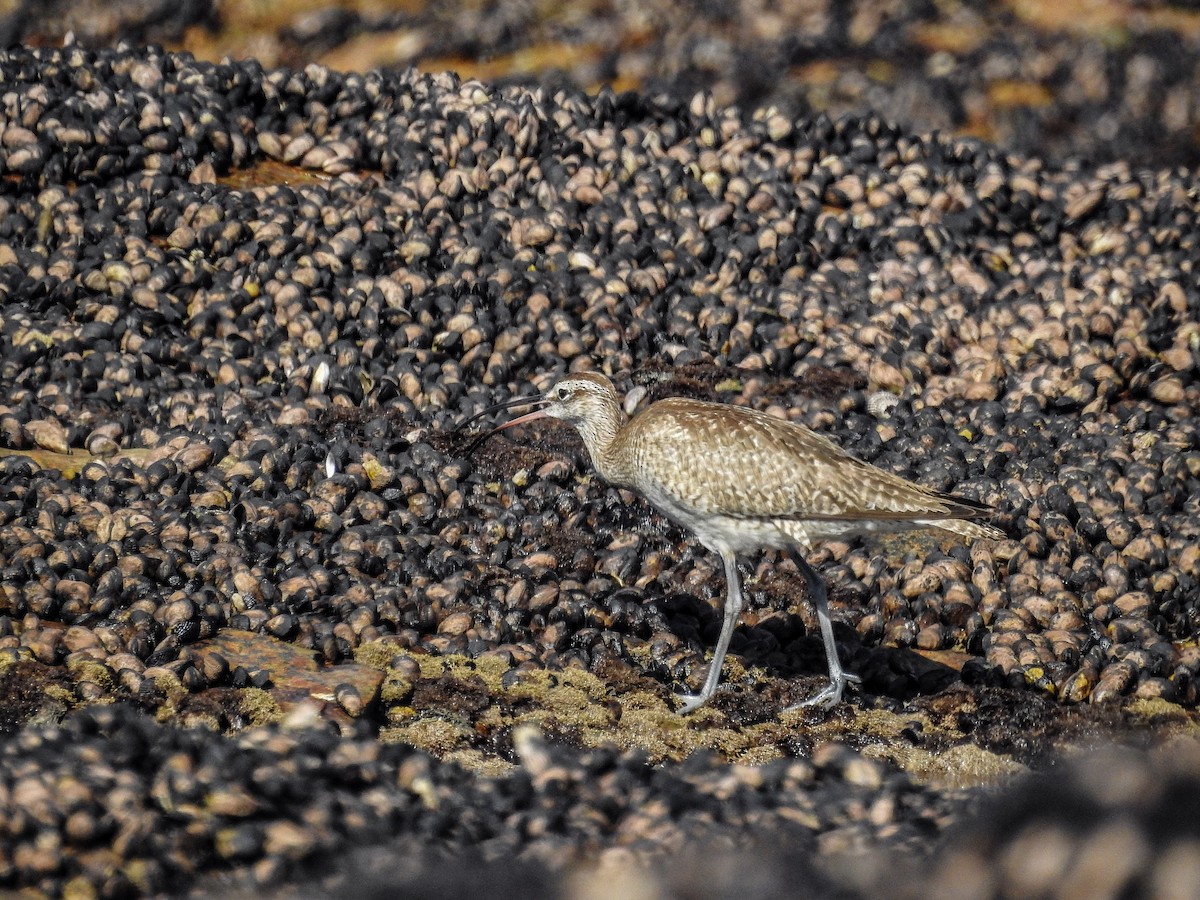 美洲中杓鷸 - ML627986585