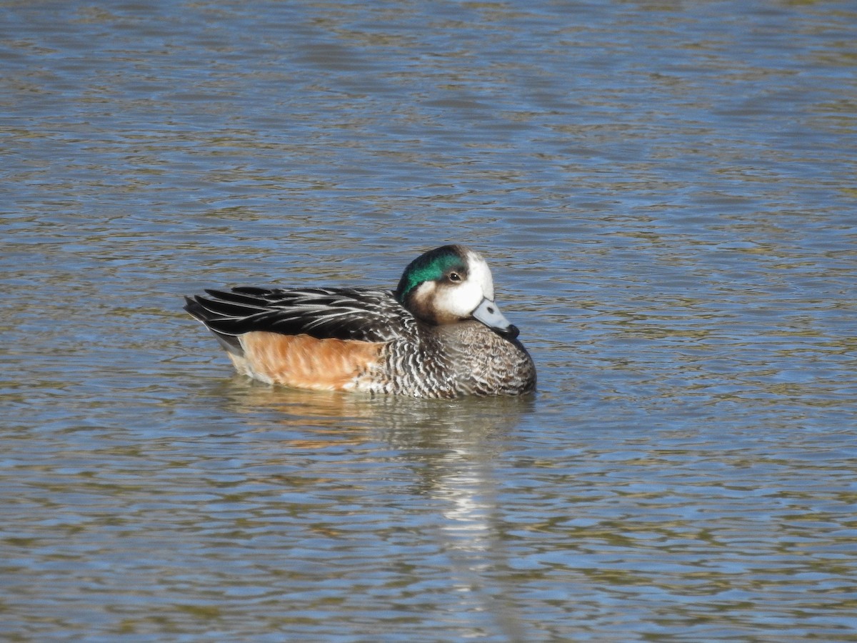 Chiloe Wigeon - ML627986607