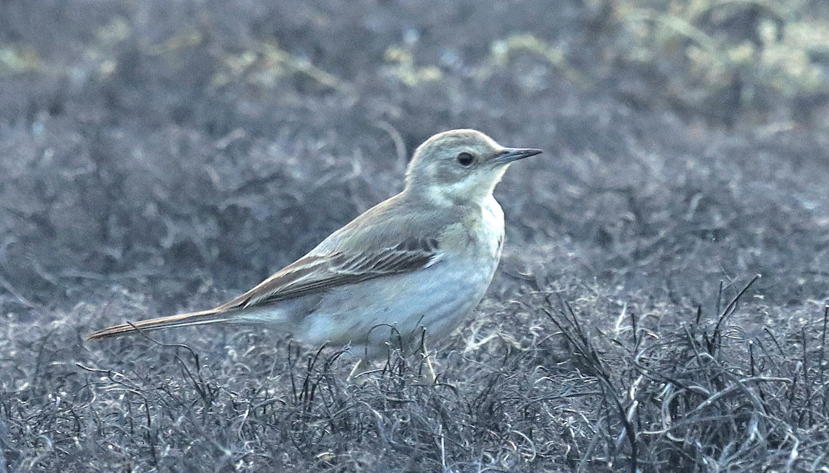 wagtail sp. - ML627986609