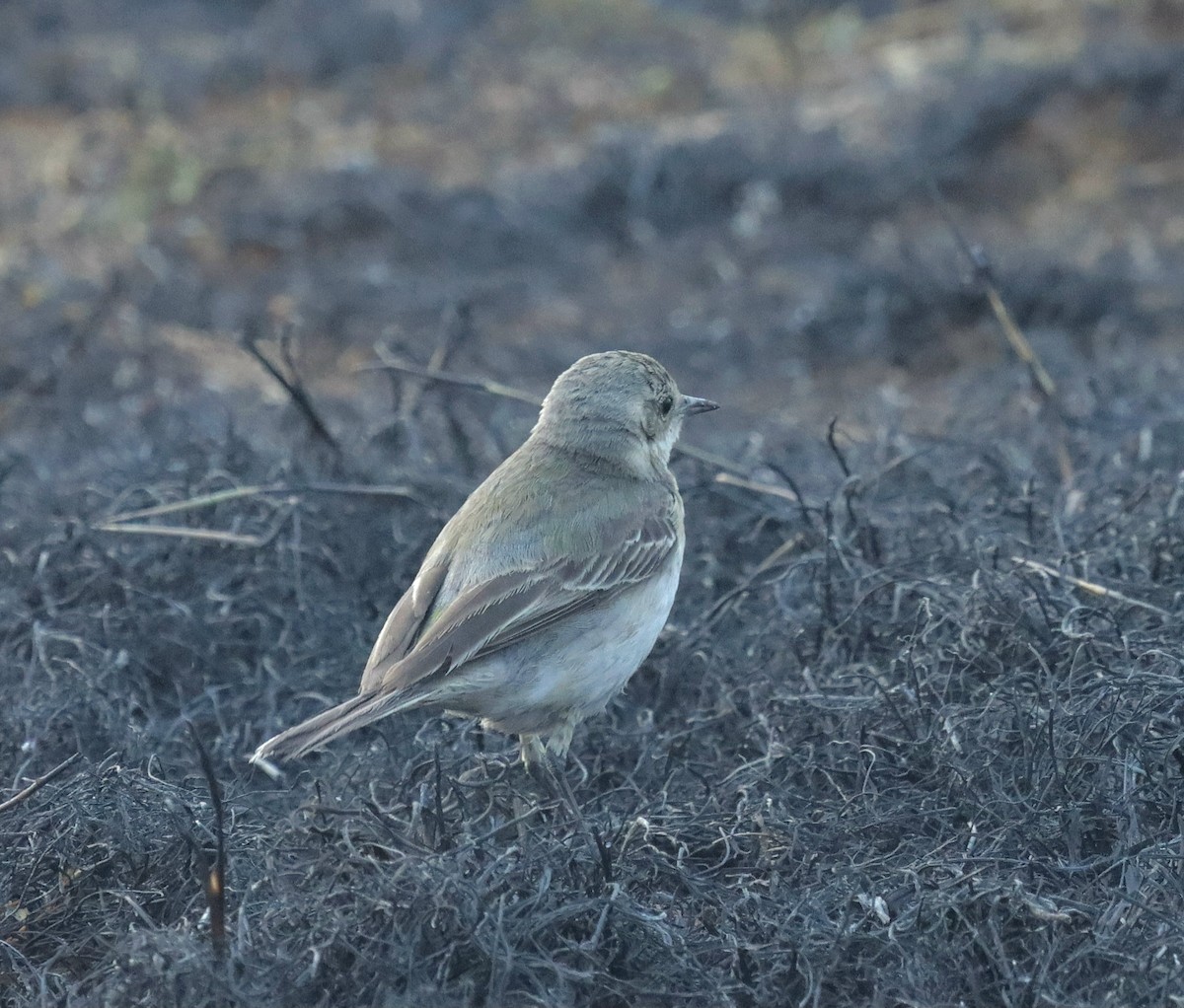 wagtail sp. - ML627986610