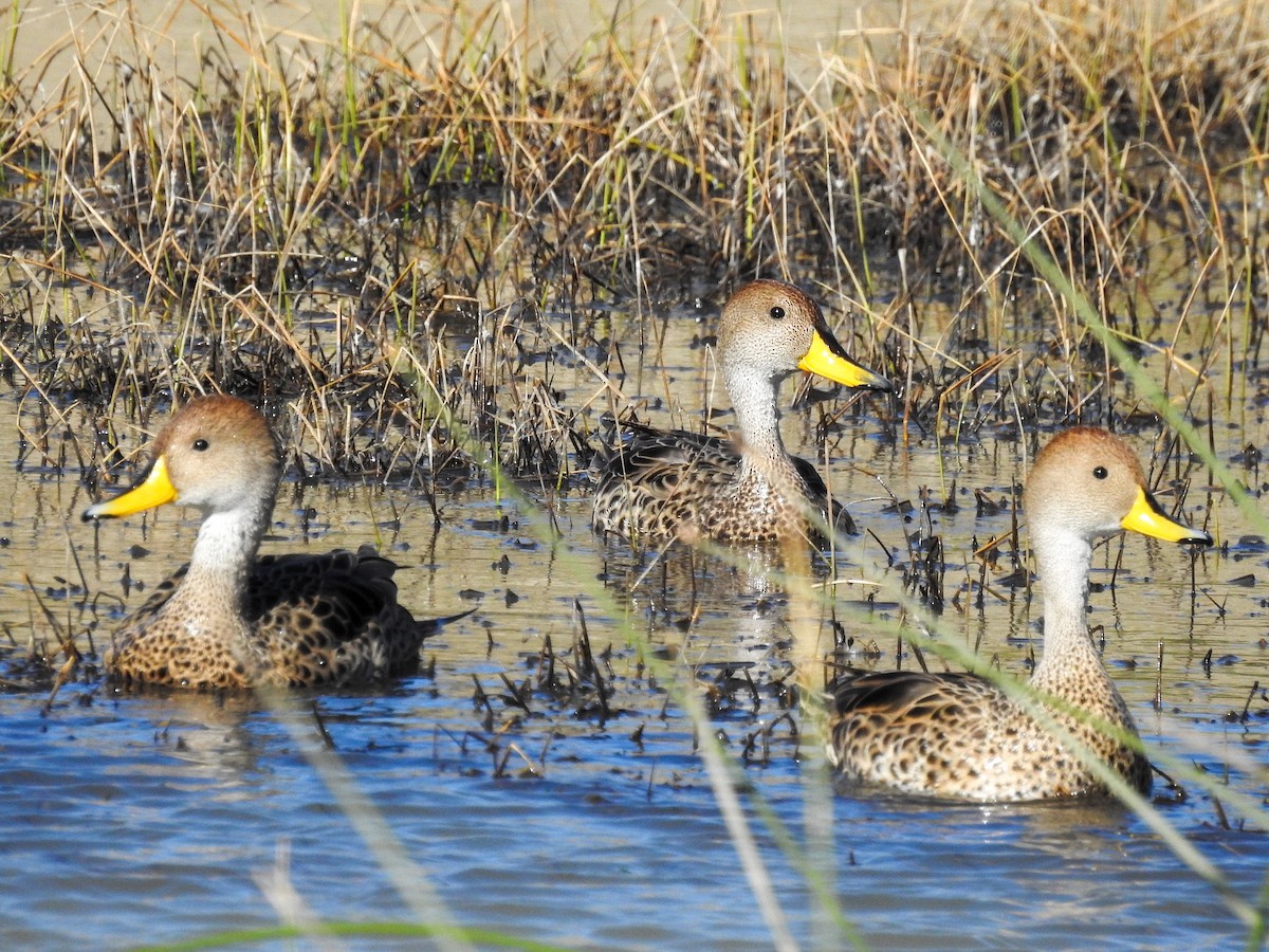 Yellow-billed Pintail - ML627986611