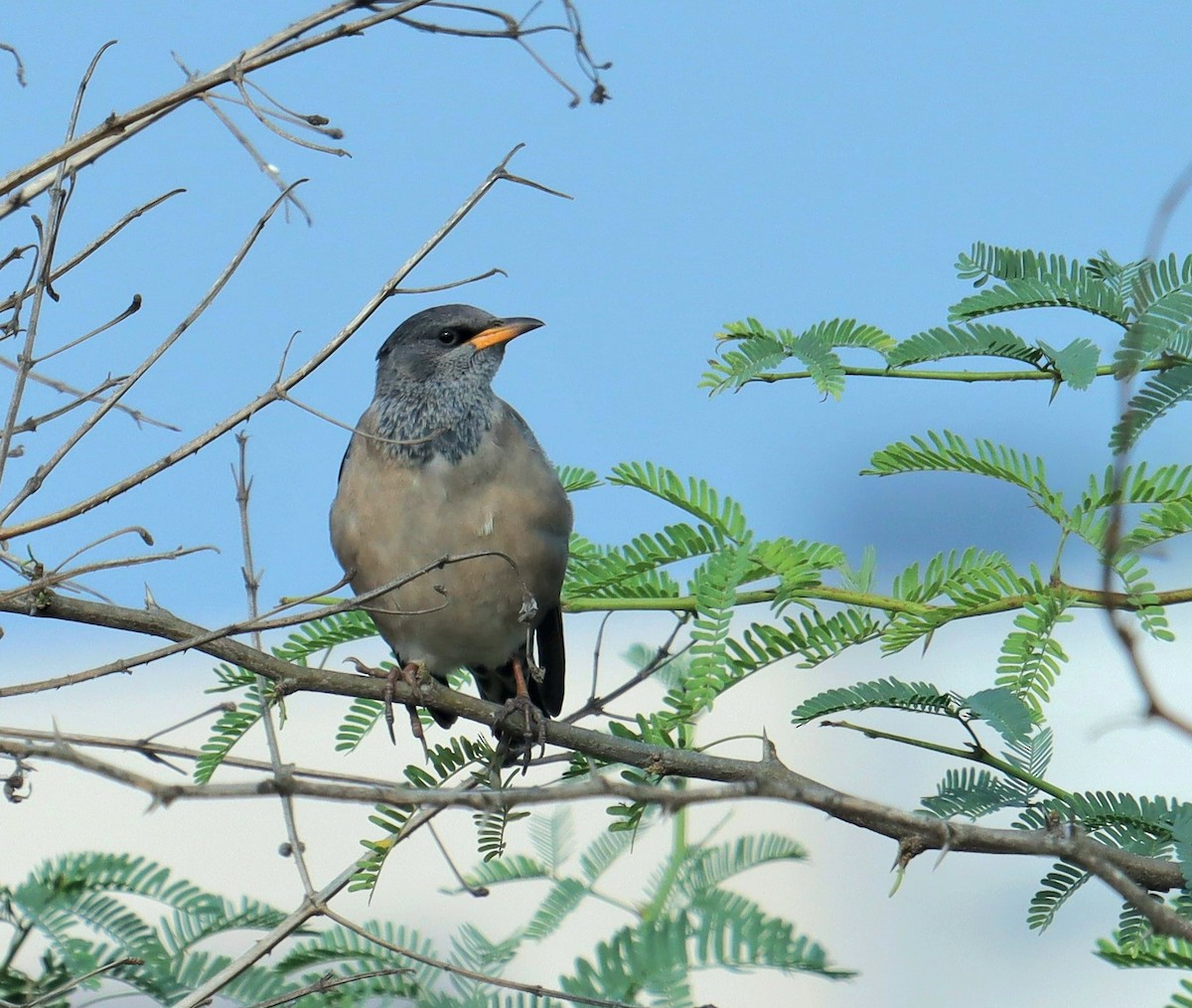 Rosy Starling - ML627986620