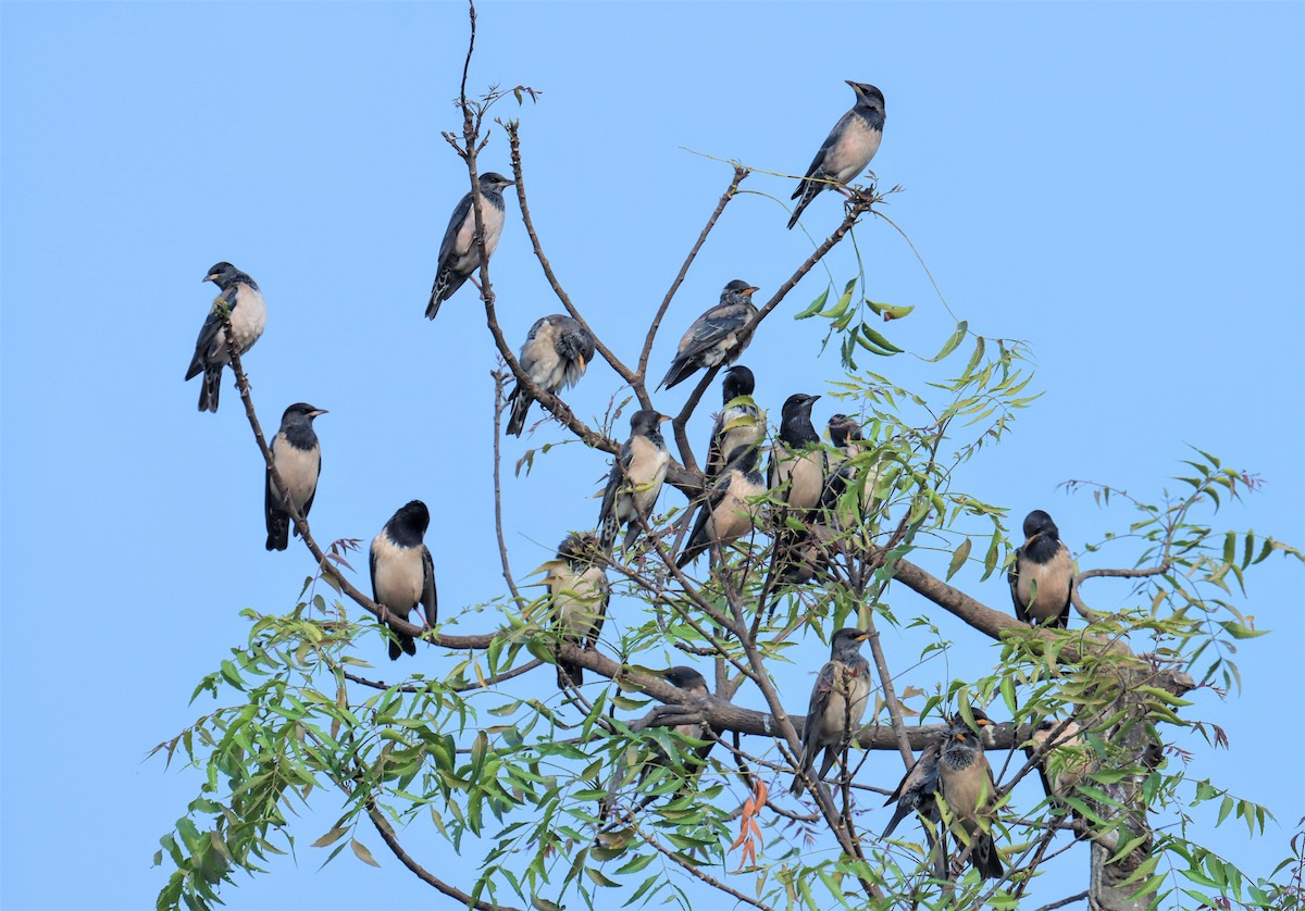 Rosy Starling - ML627986621