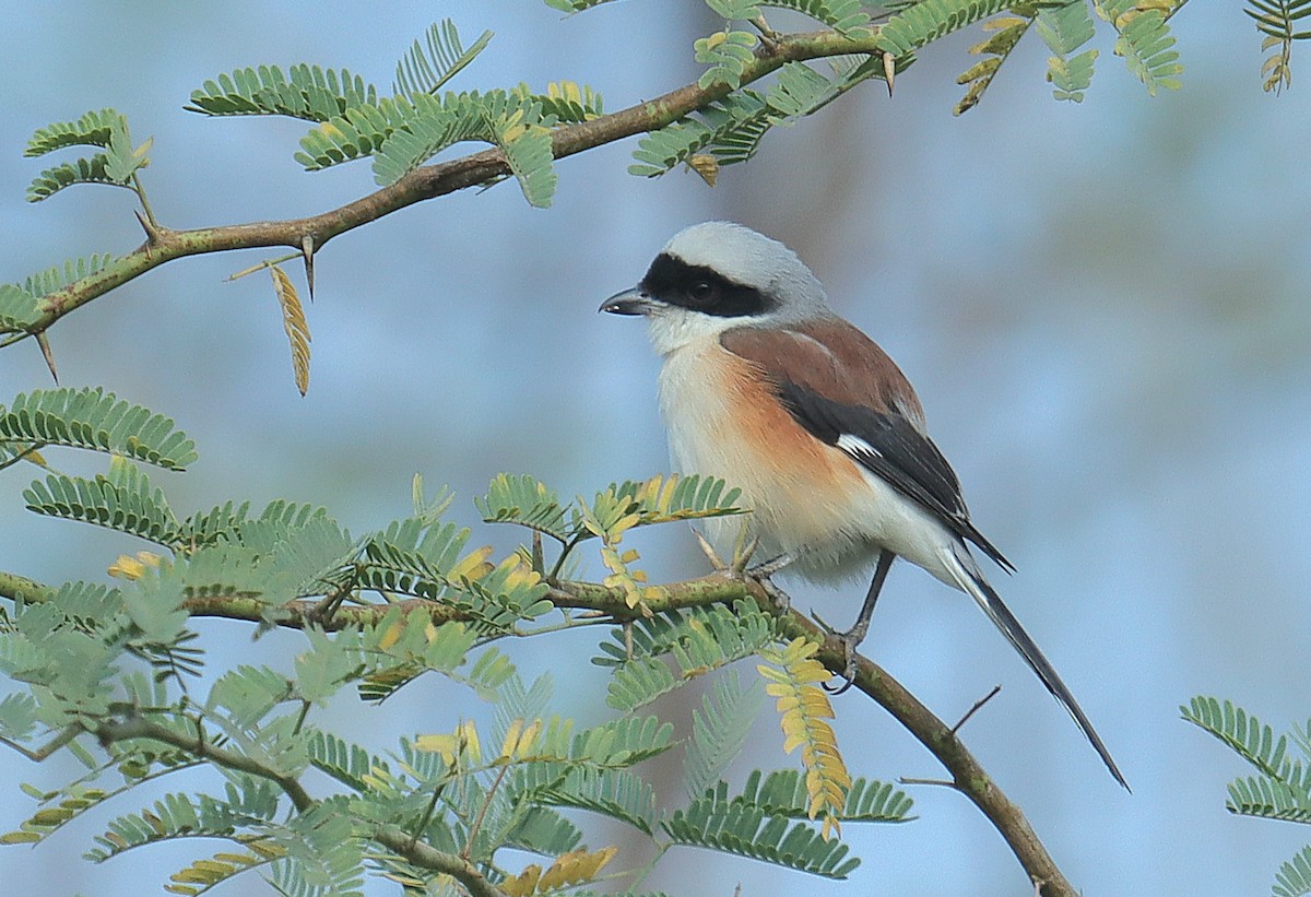 Bay-backed Shrike - ML627986625