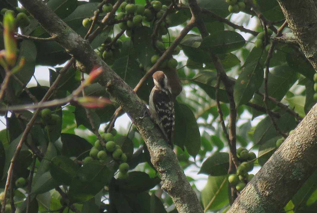 Brown-capped Pygmy Woodpecker - ML627986709