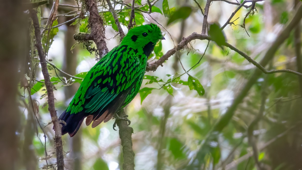 Whitehead's Broadbill - ML627986785