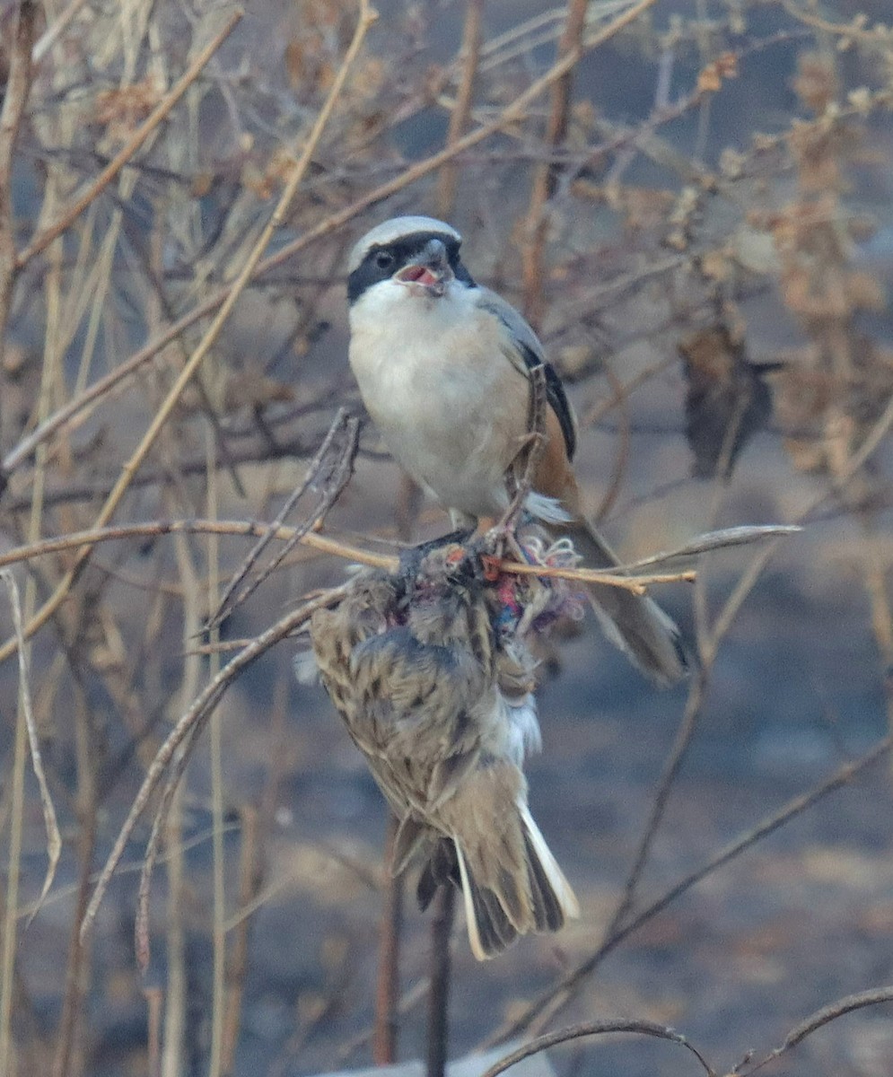 Long-tailed Shrike - ML627986831