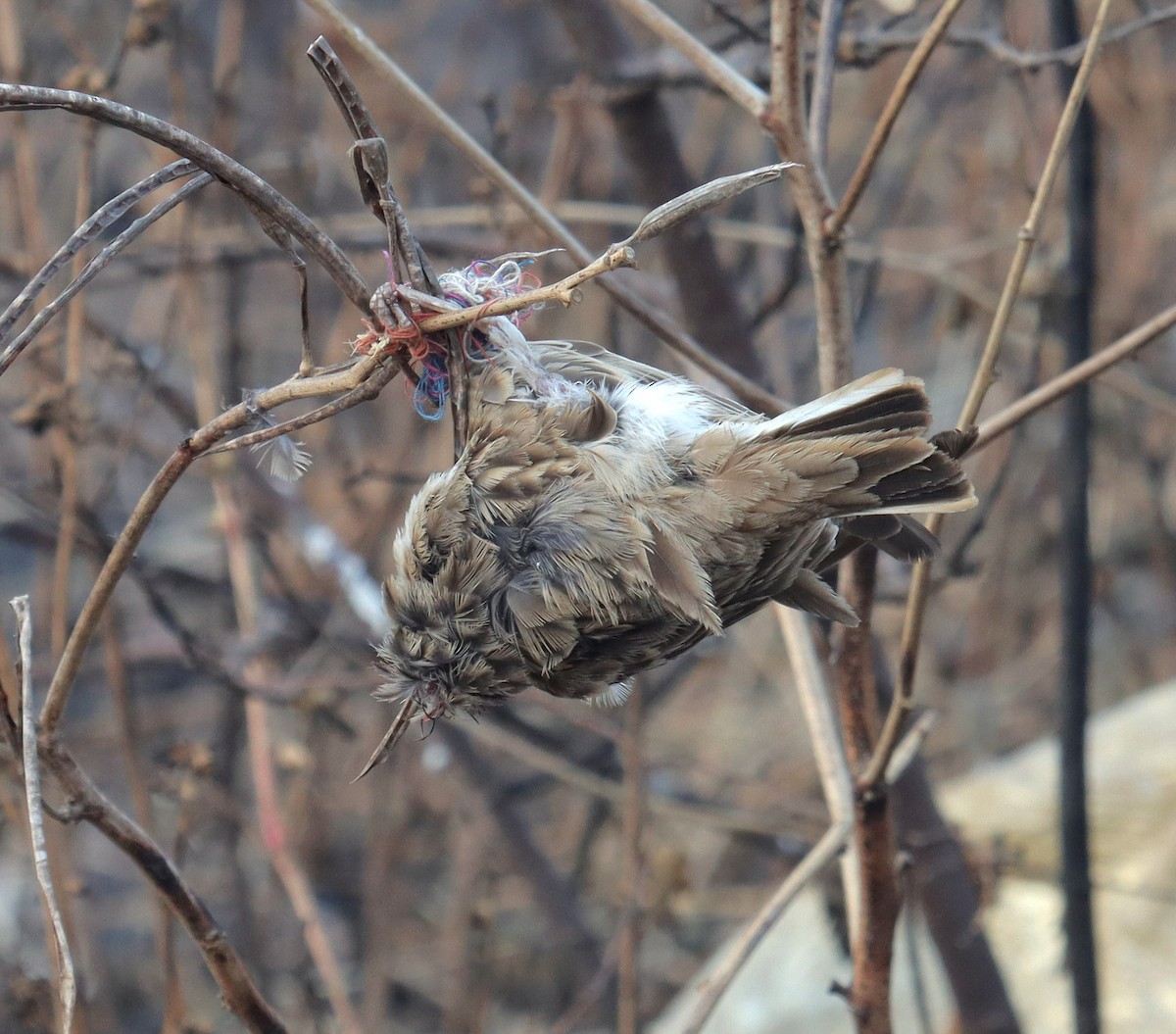 Ashy-crowned Sparrow-Lark - ML627986838