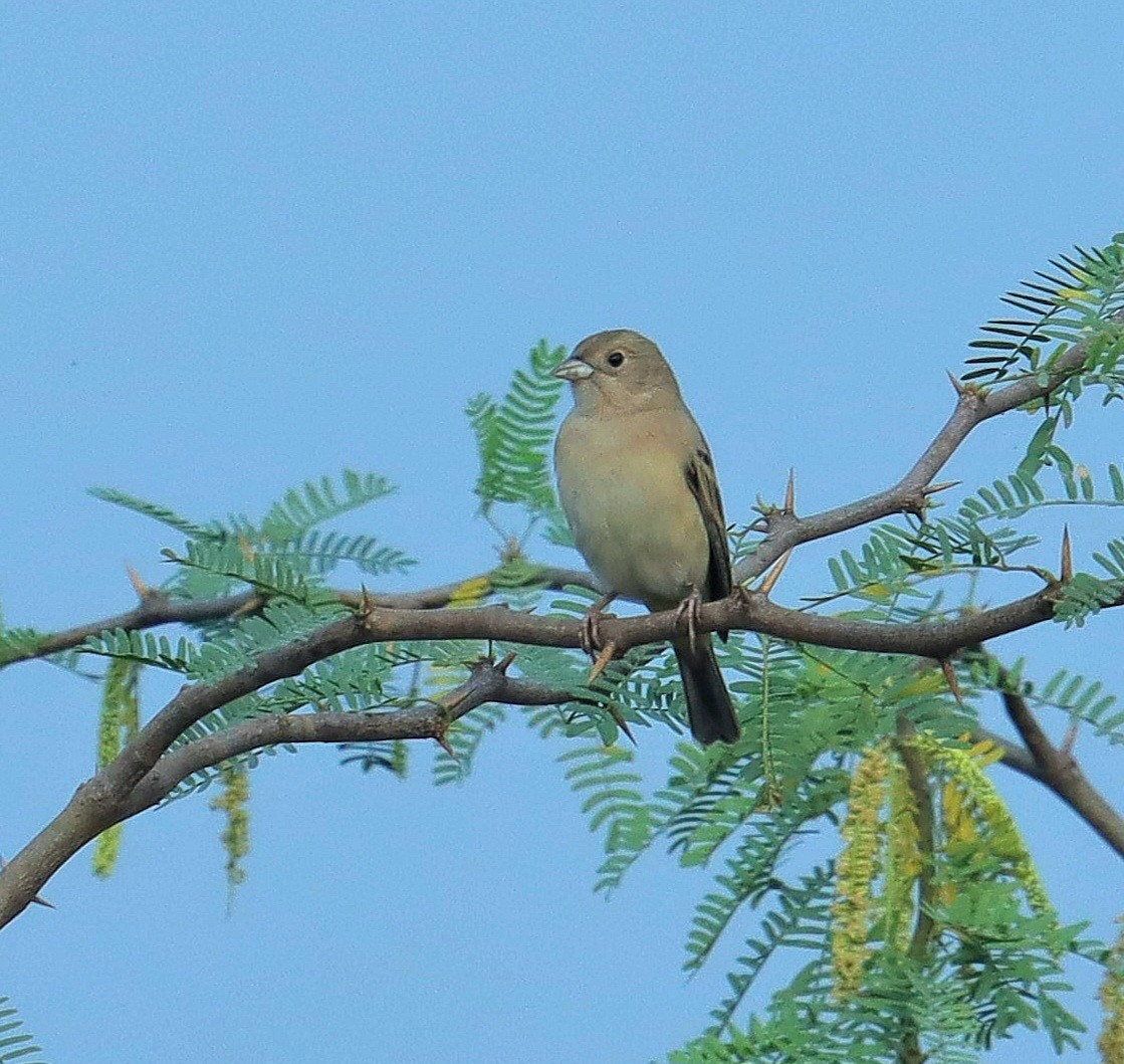 Black-headed Bunting - ML627986872