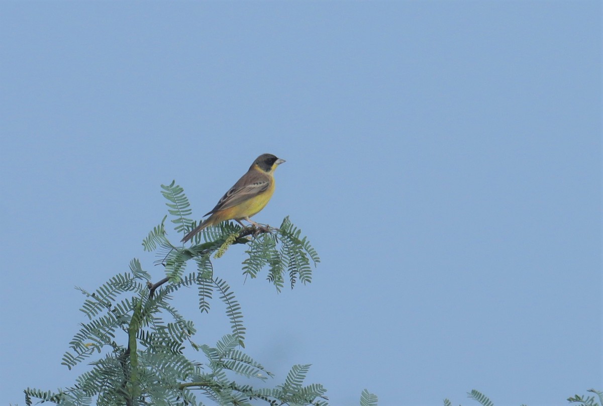 Black-headed Bunting - ML627986873