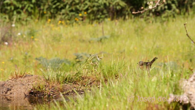Western Subalpine Warbler - ML627987034